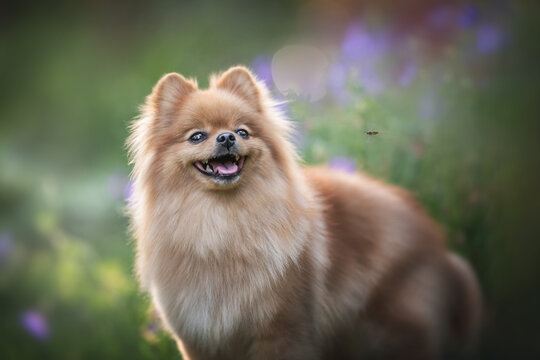 A smiling Pomeranian standing in the middle of a bed of lilac flowers and looks up at a passing wasp