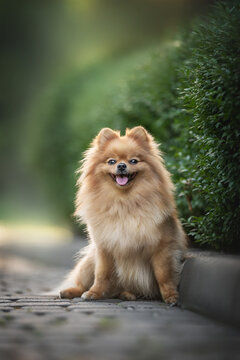 Smiling Pomeranian funny sitting on the path near a green bush on the background of the park