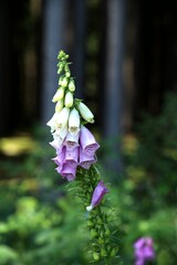 purple and white foxglove flower with blurry trees in the background