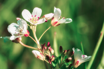 Macro shot of red white flowers in nature