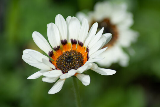 blossom of the Venidium fastuosum in the botanical garden