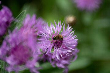 a blossom of the brown-ray knapweed with a bee