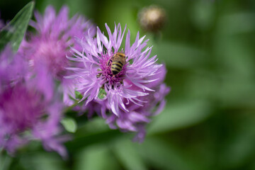 a bee on the blossom of an brown-ray knapweed