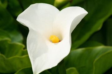 blossom of an white calla lilly