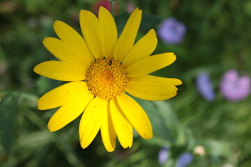 Close up of vibrant yellow flower wild meadow background of green and coloured delicate flowers in Summer sunshine in English country garden allotment