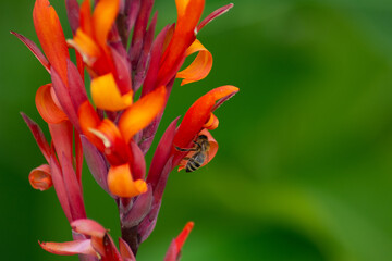 edible canna blossom in red with an bee