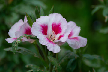 some godetia blossoms in the botanical garden