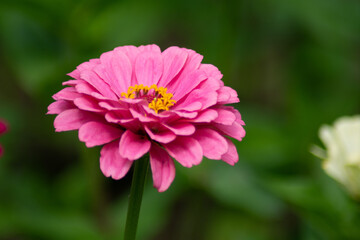 a pink blossom of an zinnia flower