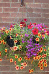 Close up of earthenware pot of beautiful flowers of begonia and fuschia in full bloom in Summer garden in Norfolk England  uk against background of old brick wall outdoors