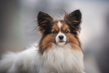 Classic portrait of Papillon with wool fluttering in the wind on the background of the city landscape
