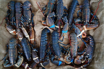Blue Breton lobster at a seafood market in Brittany
