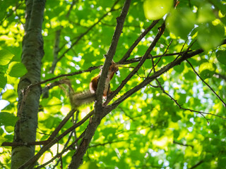 The male red squirrel destroys the branches of trees and rips off the bark from them. Squirrel in the summer park on the background of forest foliage.