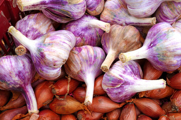 Fresh purple garlic heads at a French farmers market