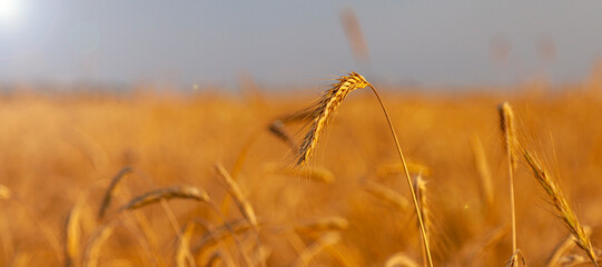 Obraz premium A lone ear grows in a field in the rays of the bright sun