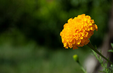 Marigold blooming in the garden. Orange flowers and green leaves. Vegetable background. Medicinal plant