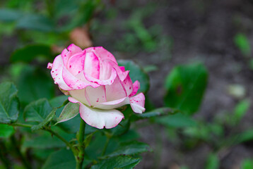 garden rose flower close up