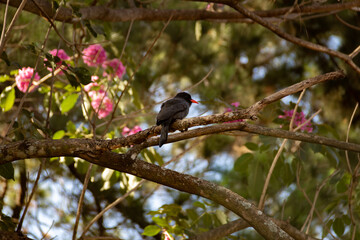 Um pássaro chamado Chora-chuva-preto descansando em um galho florido de ipê rosa. (Monasa nigrifrons)