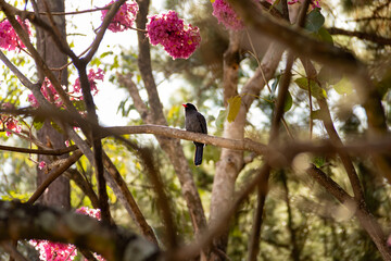 Um pássaro chamado Chora-chuva-preto descansando em um galho florido de ipê rosa. (Monasa nigrifrons)
