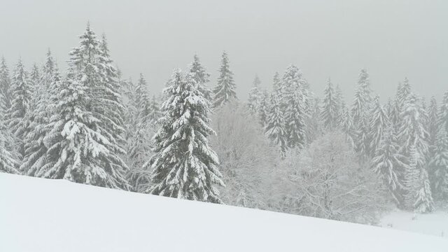 Fantastic winter landscape with snowy trees during snowing