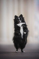 Funny black-and-white Pomeranian puppy dancing on one paw against the city landscape