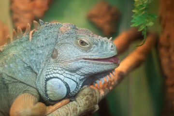 Obraz premium iguana