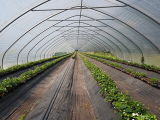 strawberry culture in the greenhouse 