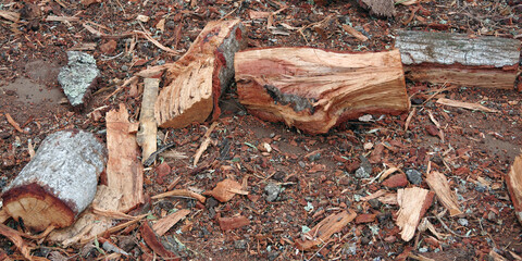 Pile of chopped California oak tree firewood
