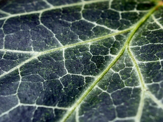 close up of leaf