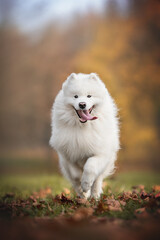 Obraz premium A funny Samoyed running through the foliage against a bright autumn landscape