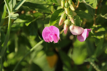 beauty in nature
no people
