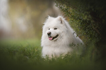 A snow-white Samoyed lying on the green grass against the background of a bright autumn landscape