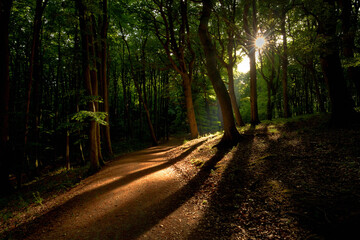 Empty path of an enchanting forest in magical light