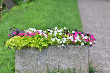 A concrete flower bed of colorful flowers next to a walking alley. Summer. Day.