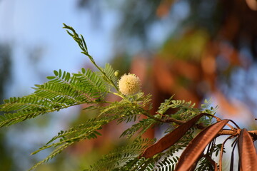 flor no Cerrado