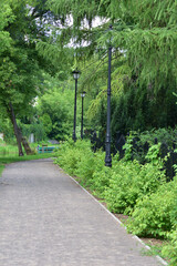 Alley on a sunny day in the shade of trees. Calm. Day.