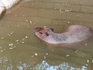 Capybara (Hydrochoerus) also called  capivara, capiguara, chigüire, chigüiro, or fercho, carpincho and ronsoco,swimming in the water.
