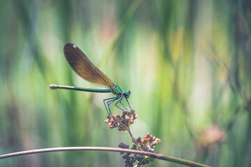 Banded demoiselle damselfly (Calopteryx splendens)