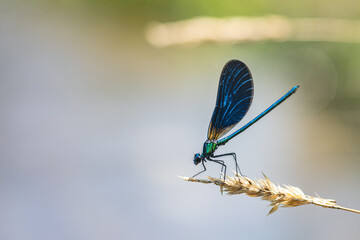 Banded demoiselle damselfly (Calopteryx splendens)
