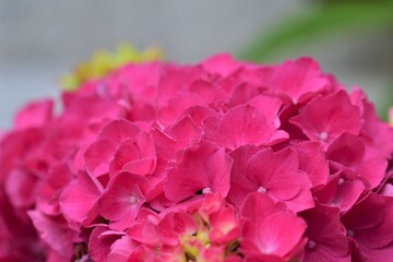 A pink hydrangea blossom as a close up
