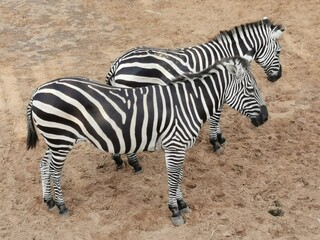 Fototapeta na wymiar zebra in the Emirates desert Zoo in Abu Dhabi, UAE.