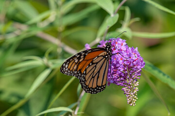 Monarch butterfly on purple flower of butterfly bush in garden