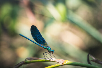 Banded demoiselle damselfly (Calopteryx splendens)