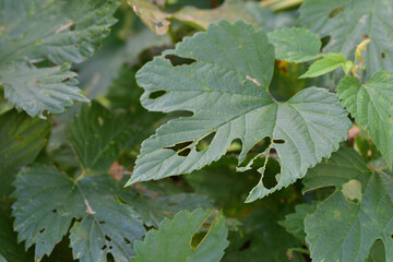 Leaves of the plant damaged and perforated by worms. Summer. Day.