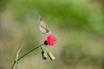 butterfly on a pink dandelion flower