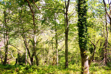 green beech forest background