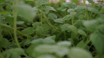 photo of fresh spearmint at home