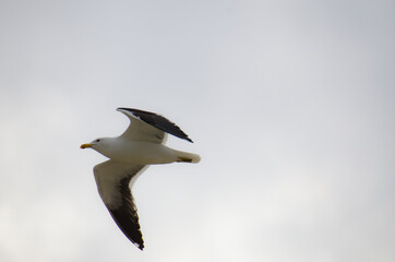 seagull in flight