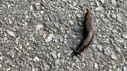 snail on the ground worm 