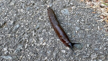 worm on the ground slug 
