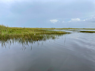 Florida Everglades - sawgrass 